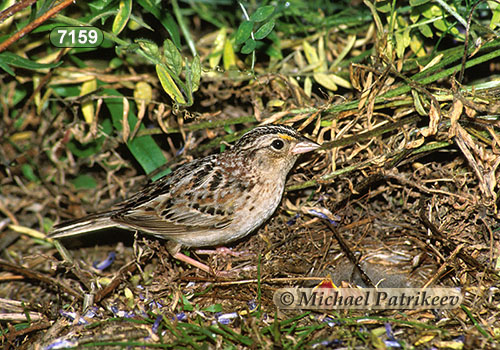Grasshopper Sparrow (Ammodramus savannarum)